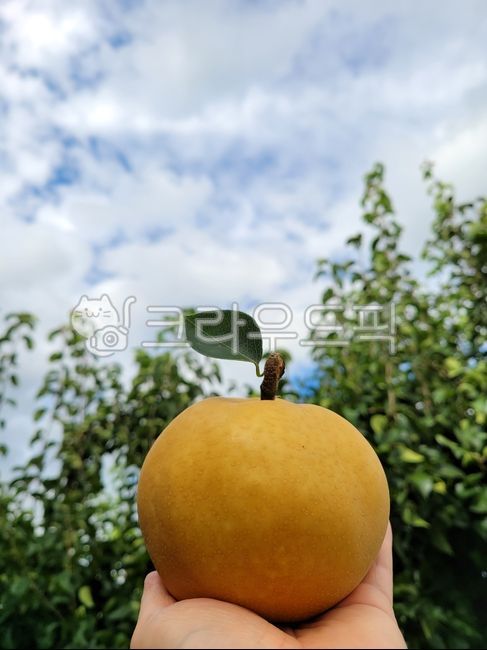 배, fruit, 과일, 추석과일, pear, 사진,이미지,일러스트,캘리그라피 - silversil작가
