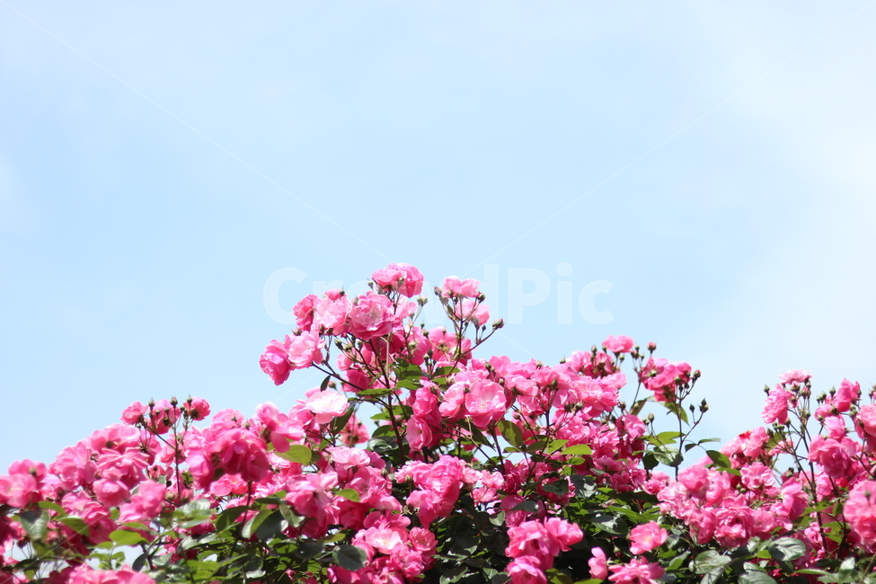 장미,핑크,5월,풍경,맑음,빛,식물,자연,plants,nature,꽃,flower