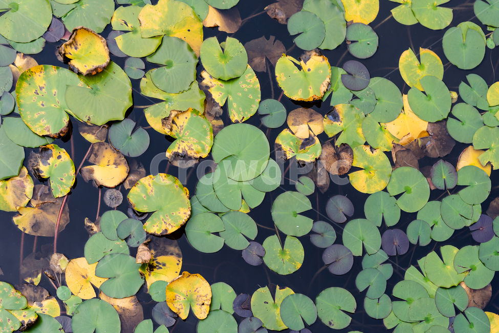연잎,연못,수생식물,자연,식물,식물,자연,plants,nature