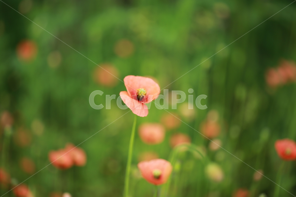 양귀비,꽃,꽃밭,야생화,들꽃,flower,식물,자연,plants,nature,꽃,flower