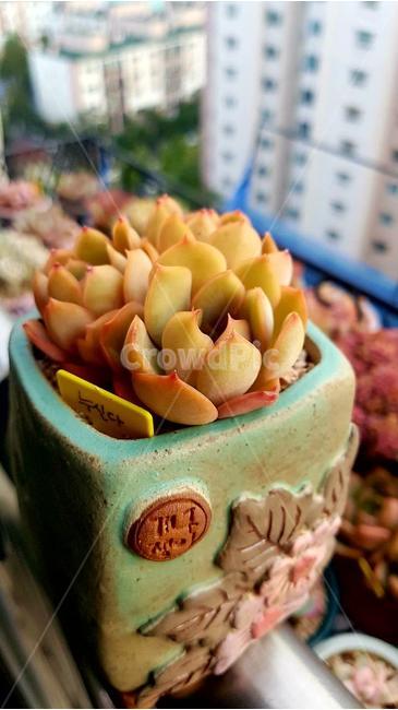 다육이,화분,화초,꽃,식물,배경,초록,식물,자연,plants,nature,실내용화초,화분,화초,house plant