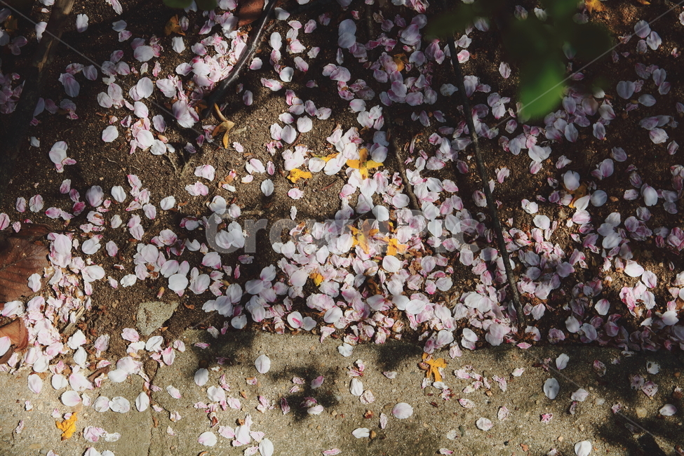 봄,벚꽃,감성,땅,꽃잎,개나리,풍경,그림자,봄,계절,spring,season,꽃,flower,blossom,cherry blossom,plant,식물,petal