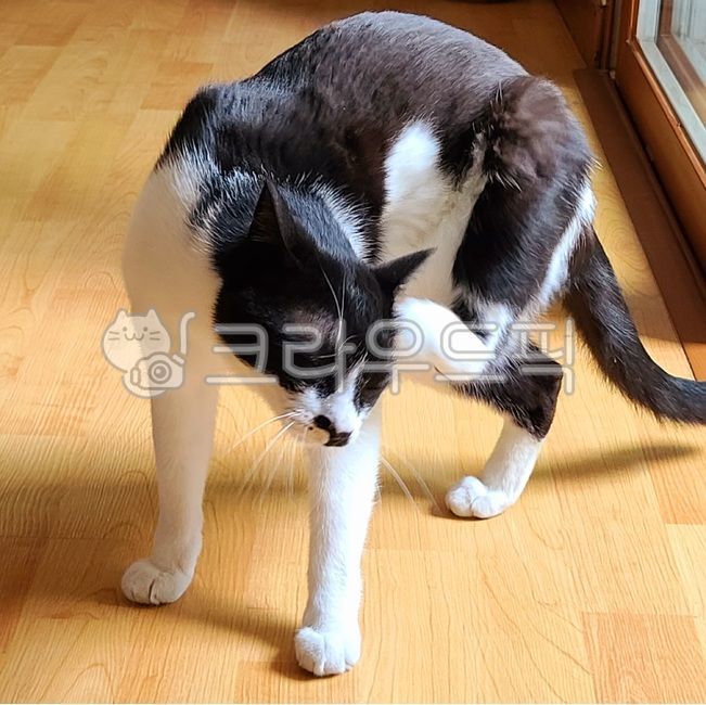고양이,냥이,턱시도,귀여운,역동적인