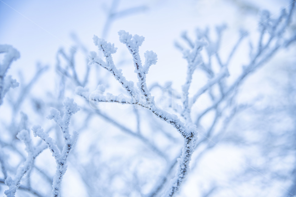 태백산,상고대,겨울,눈꽃,겨울풍경,풍경,산,겨울산,설산,nature,자연,snow,눈,겨울,계절,winter,season,자연,풍경,nature,landscape