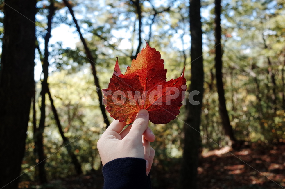 낙엽,가을,단풍,감성,나뭇잎,계절,단풍잎,등산,가을,계절,fall,autumn,season,사람,인물,인간,human,person,신체일부,몸,body,leaf,잎,plant,식물,tree,나무