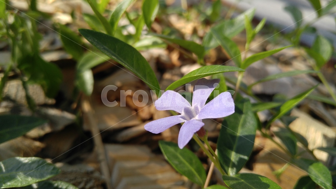 꽃,연보라,식물,녹색,계절,갈색,배경,감성,flower,alightpurple,bloom,bright,plant,green,season,background,emotional