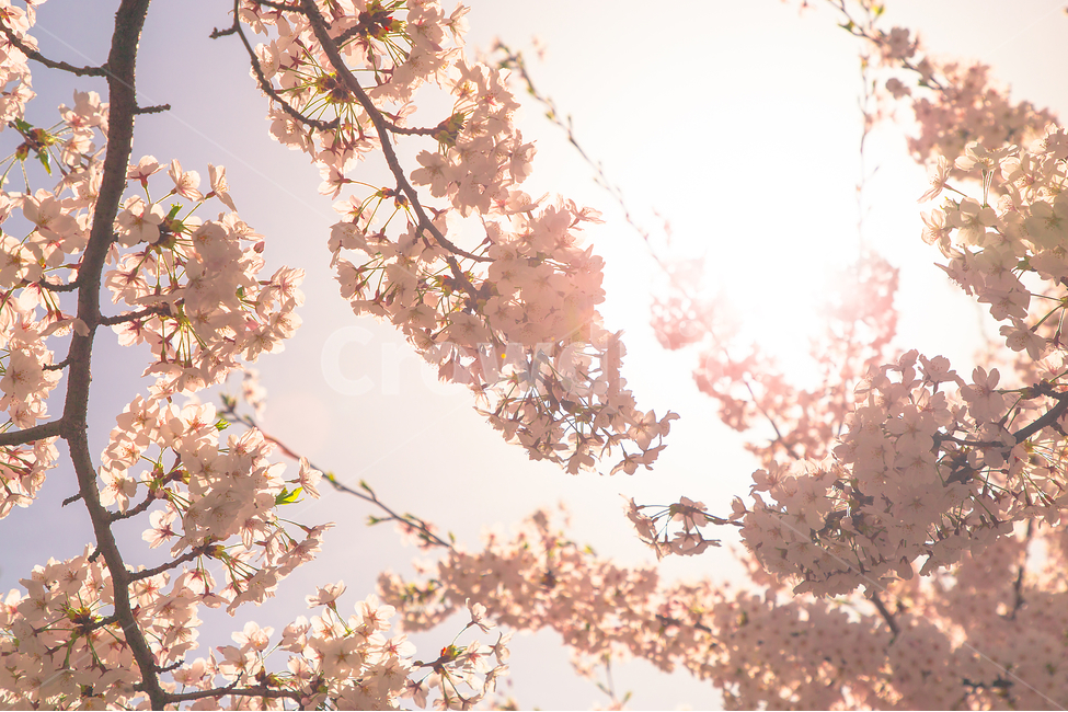 봄,벚꽃,꽃,봄꽃,감성사진,봄,계절,spring,season,식물,자연,plants,nature,꽃,flower,감성,sensible,feeling,휴식,힐링,rest,relaxation,healing,plant,blossom