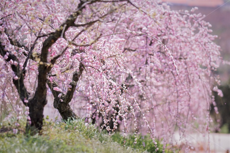 봄,꽃,매화꽃,자연,식물,나무,핑크,따뜻함,계절,nature,spring,season,tree,pink,flower,봄,계절,spring,season,꽃,flower,plant,blossom