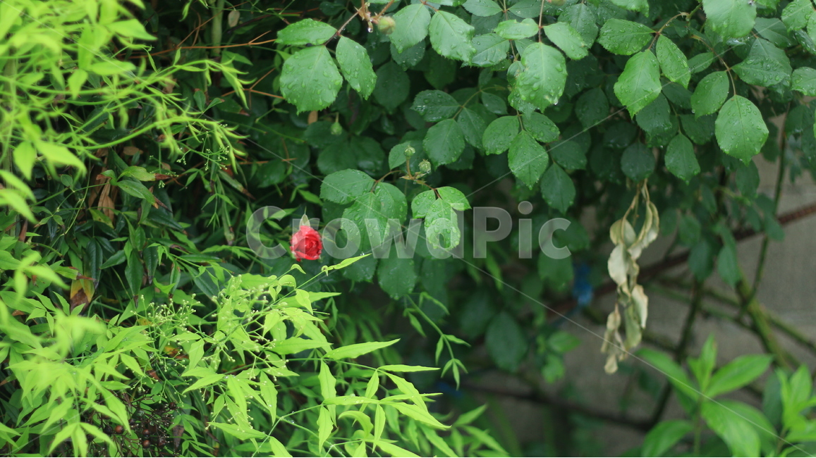 여름,꽃,장미,애증,여왕,식물,자연,plants,nature,꽃,flower