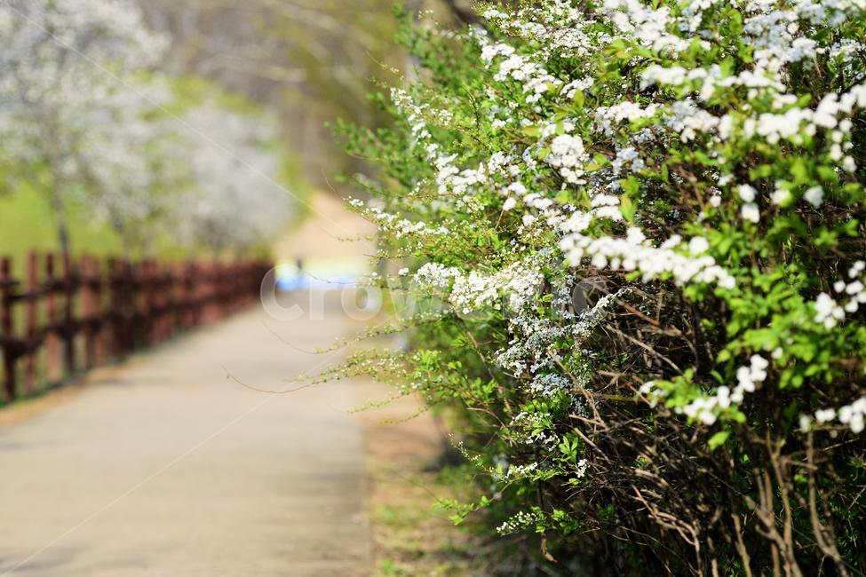 길,봄,꽃,날씨,도로,하얀,초록,조화,생명,나무,대비,화창,봄,계절,spring,season,식물,자연,plants,nature,꽃,flower,path,통로,plant