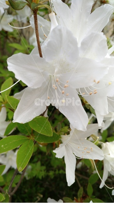 꽃,flower,식물,plant,blossom