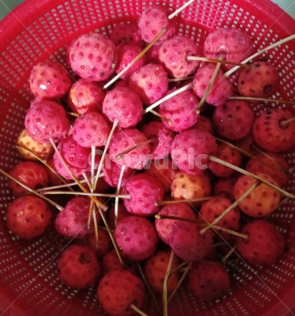 산딸나무,열매,과일,식물,붉은열매,과일,열매,fruit