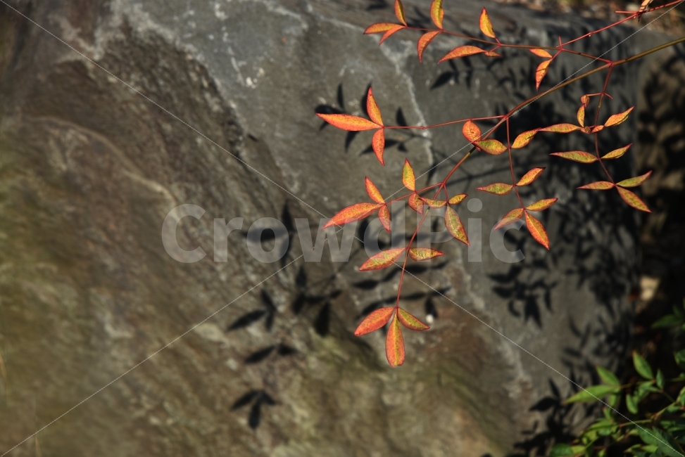 바위,나뭇잎,그림자,주홍색,단풍,가을,계절,fall,autumn,season,식물,자연,plants,nature,plant,leaf,잎