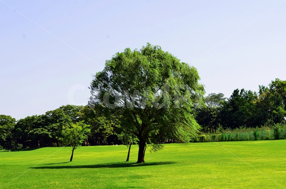풍경,여행,나무,잔디,푸른,자연,풍경,nature,landscape,plant,식물,grass,lawn