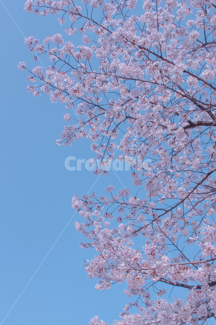 벚꽃,식물,나무,꽃,봄,하늘,꽃나무,flower,tree,sky,spring,봄,계절,spring,season,식물,자연,plants,nature,꽃,flower,plant,blossom
