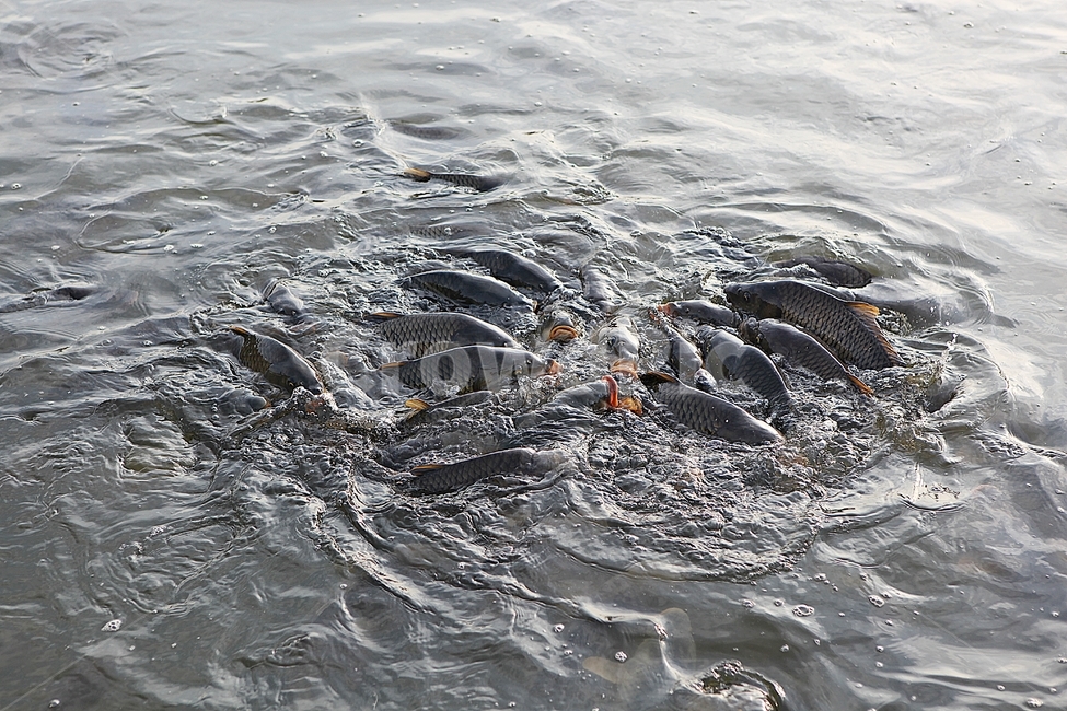 잉어,고기,물고기,호수,물,자연,옥외,어류,물고기,fish