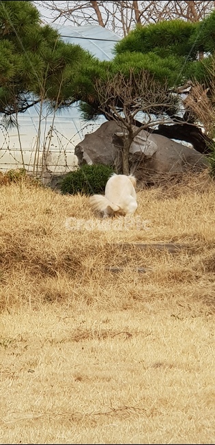 응가하는개,똥싸는개,마당,배변중,개뒷모습
