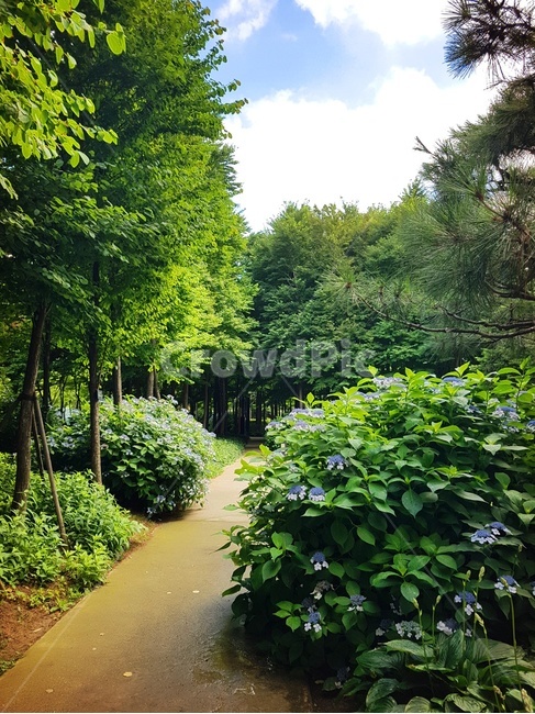 수국,꽃,자연,힐링,녹색,파란꽃,풍경,플라워,파란하늘