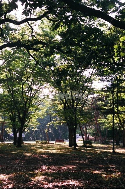 경주,황성공원,소나무,빛,필름카메라,자연,풍경,nature,landscape,tree,나무,plant,식물,tree trunk,나무 줄기