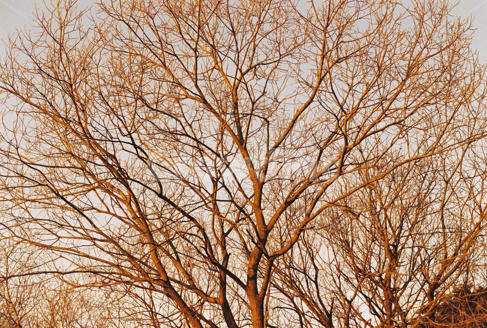 우포늪,늪지,자연,새벽,아침,필름사진,나무,빛,식물,자연,plants,nature,나무,trees,wood