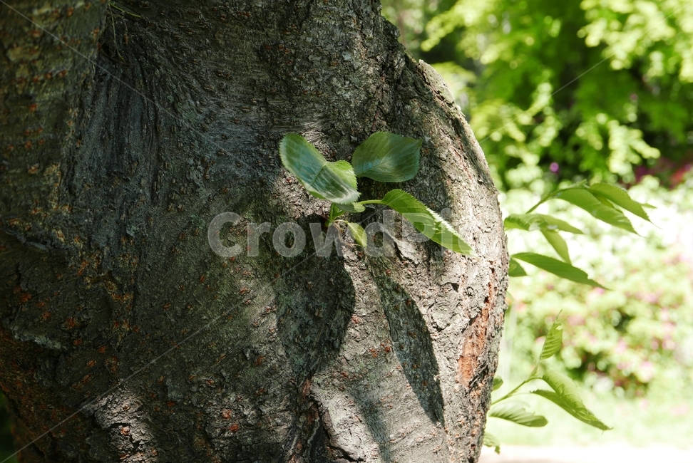 plant,식물,tree,나무,treetrunk,나무줄기
