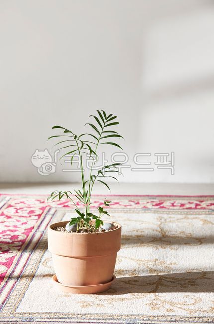 naturallight, sunlight, stylish, light, table, 사진,이미지,일러스트,캘리그라피 ...