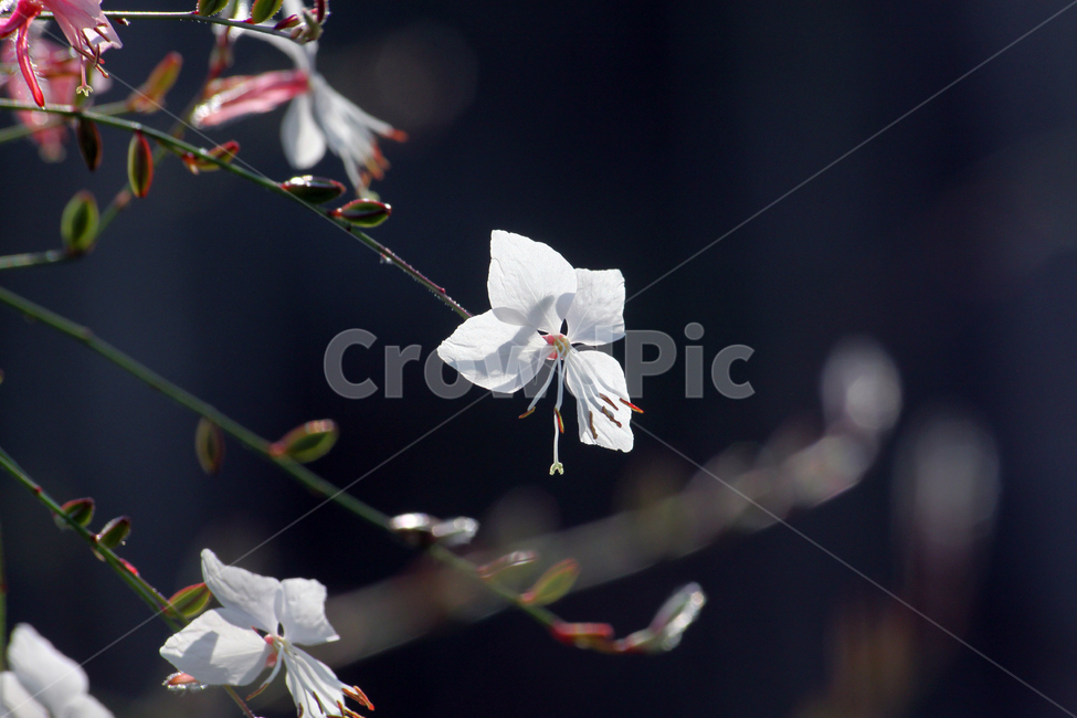 하얀색꽃,하얀꽃,여름꽃,plant,식물,flower,꽃,blossom,클로즈업,식물,자연,plants,nature,꽃,flower
