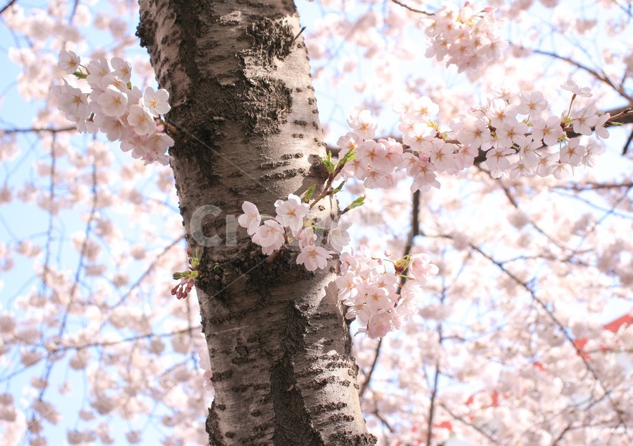 봄,벚꽃,벚꽃나무,blossom,flower,봄,계절,spring,season,식물,자연,plants,nature,꽃,flower,plant