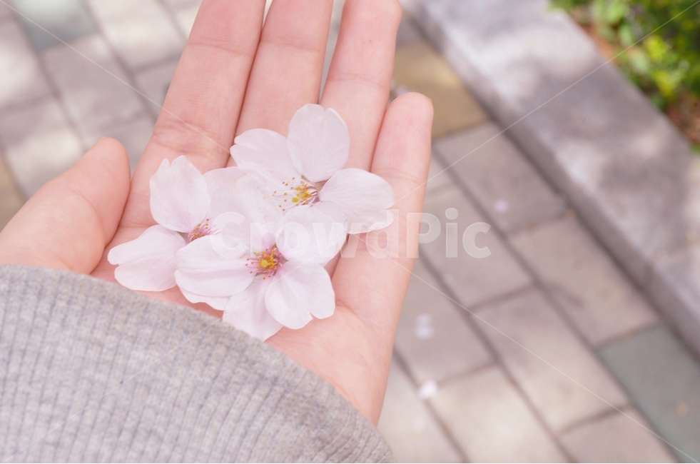봄,쌍둥이,벚꽃,꽃,손,색감,분홍,꽃봉우리,보도블럭,잔디,봄,계절,spring,season,식물,자연,plants,nature,꽃,flower,감성,sensible,feeling,plant