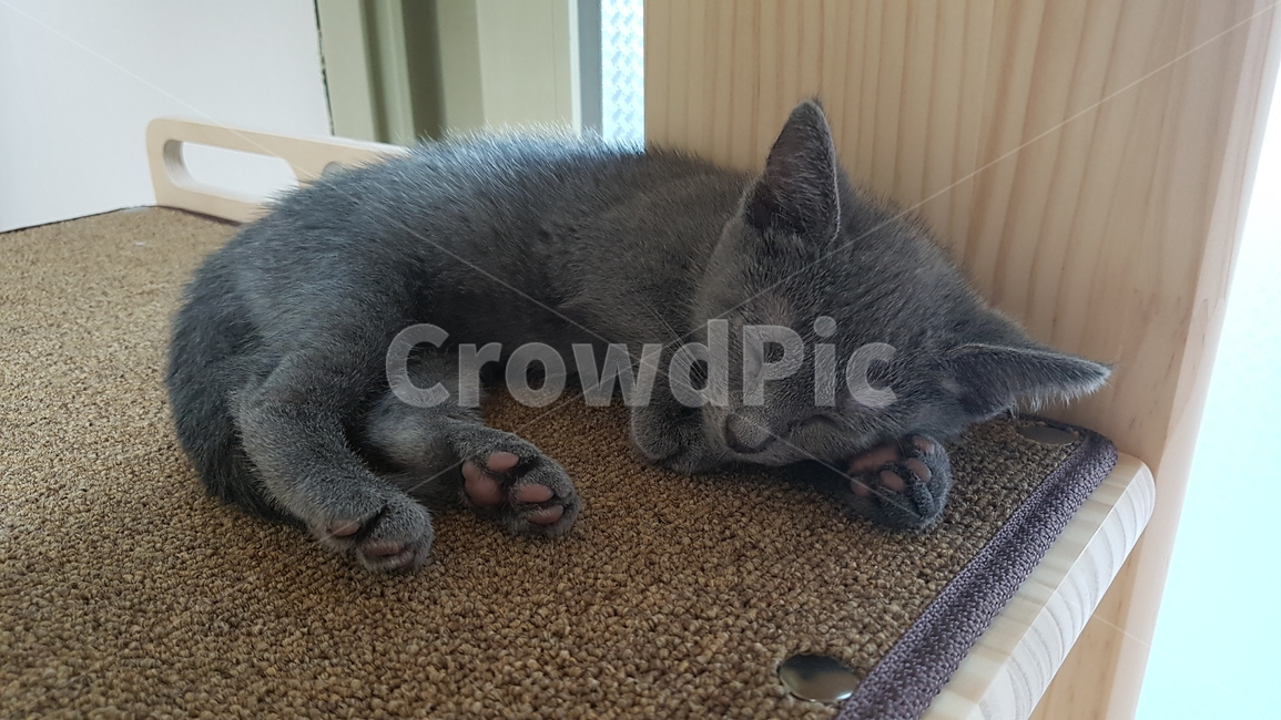 고양이,야옹이,냥냥이,러시안블루,아기고양이,cat,kitten,포도젤리,잠자는고양이,sleepingcat,아깽이,똥고양이