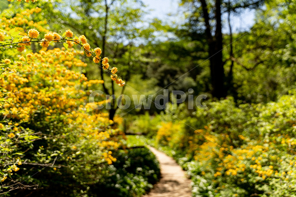 산길,죽단화,겹황매화,자연,road,nature,flower,식물,자연,plants,nature,꽃,flower