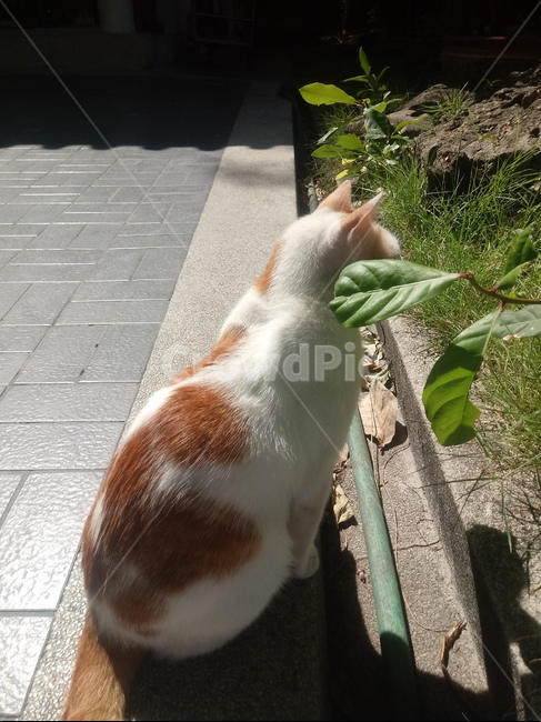 고양이,코숏,코리안숏헤어,길고양이,길냥이,cat,코숏치즈태비