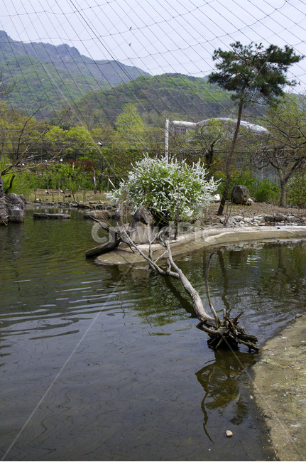꽃,연못,새,울타리,나무,자연,풍경,nature,landscape,water,물,outdoors,옥외