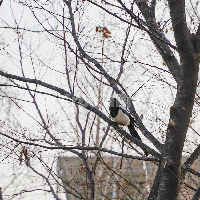 bird,새,animal,동물,나무