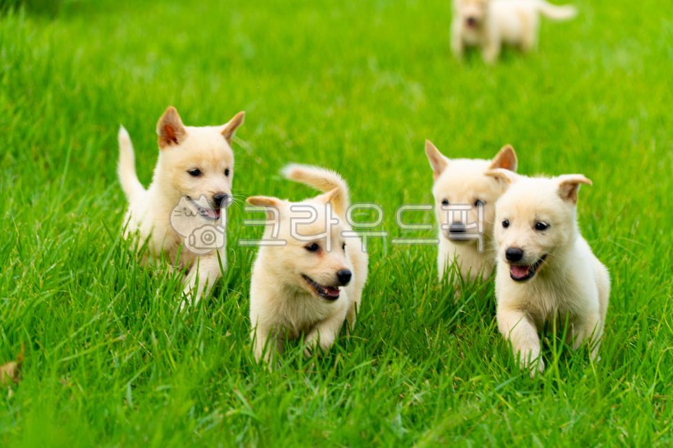 개,동물,강아지,귀여운,뽀시래기,애완동물,pet,animal,mammal,plant,dog,이쁜강아지,동물,animal,포유류,mammal,개,강아지,dog,doggy