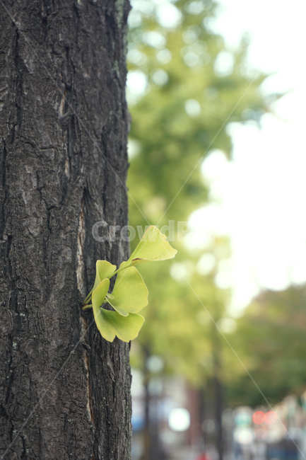 나무,나뭇잎,나무줄기,은행나무,가을,아웃포커싱,초록색,생명,식물,자연,plants,nature,나무,trees,wood