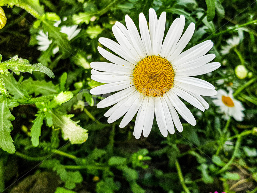 데이지,힐링,휴식,꽃,식물,자연,plant,flower,daisy,nature,감성,emotion,봄,spring,rest,healing