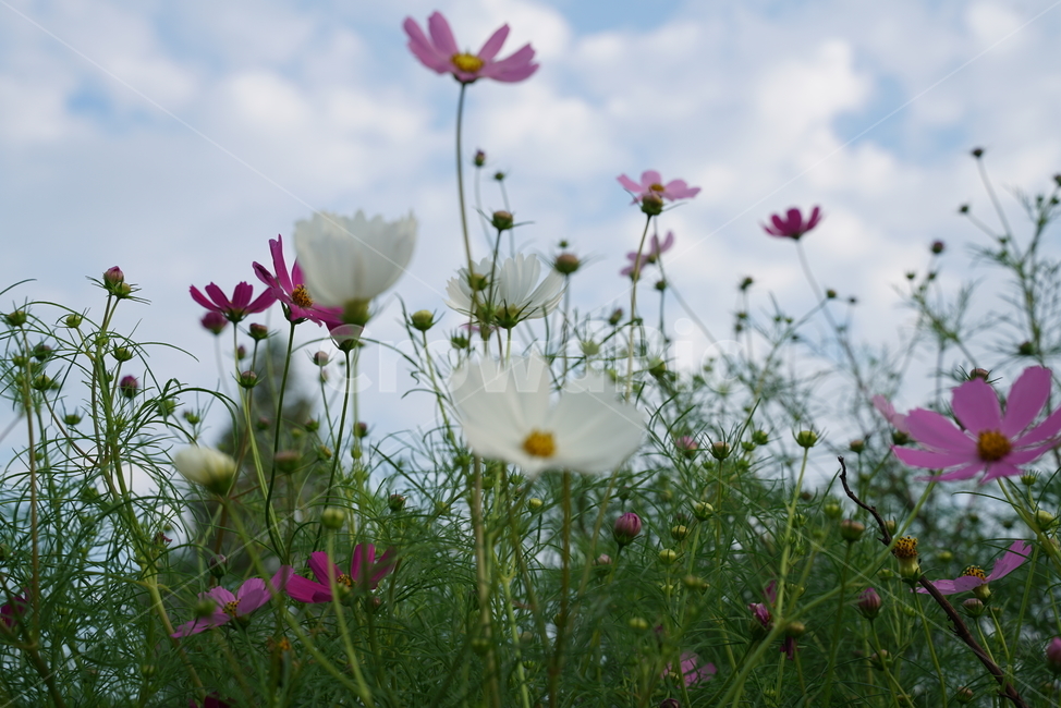 코스모스,cosmds,두상화,국화과,flower,꽃,nature,자연,식물,자연,plants,nature,꽃,flower
