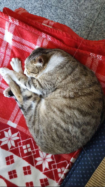 cat,고양이,동물,길냥이,힐링