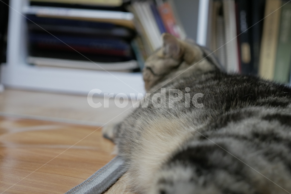 고양이,개냥이,애교,호기심,표정,얼굴,동물,귀여운