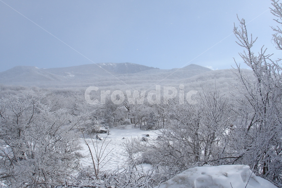 nature,자연,outdoors,옥외,설경,나무,눈,겨울,계절,winter,season,식물,자연,plants,nature,나무,trees,wood