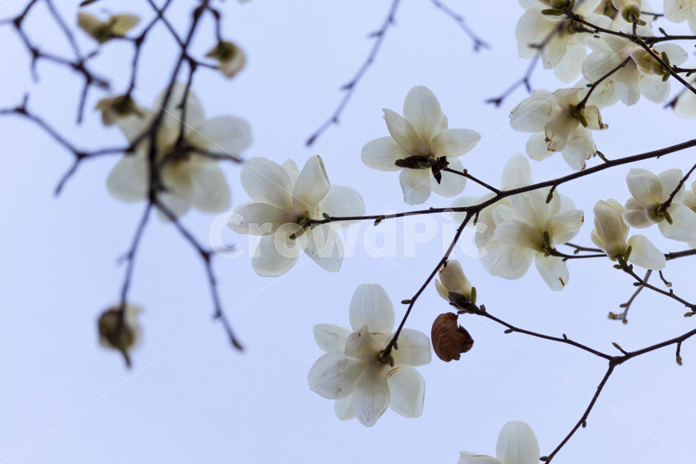 목련,백목련,봄꽃,목련꽃,흰목련,식물,자연,plants,nature,꽃,flower