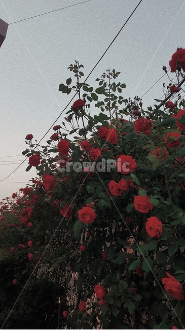 blossom,flower,꽃,장미,rose,flowers,식물,자연,plants,nature,꽃,flower