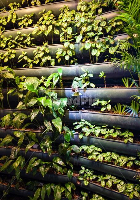 나무,자연,화분,숲,꽃,식물,자연,plants,nature