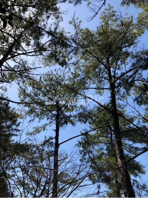 제주도,나무,하늘,나무와하늘,푸릇,자연,풍경,nature,landscape,tree,plant,식물,fir,전나무