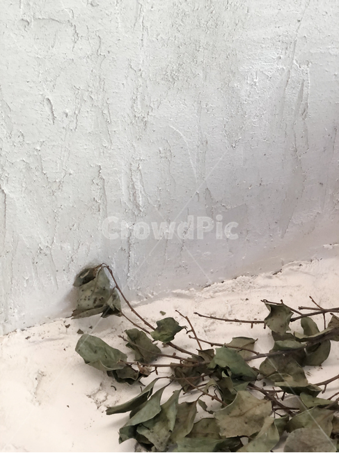 plant,식물,leaf,잎,마른잎,plaster,dried,leaves,wall,rustic