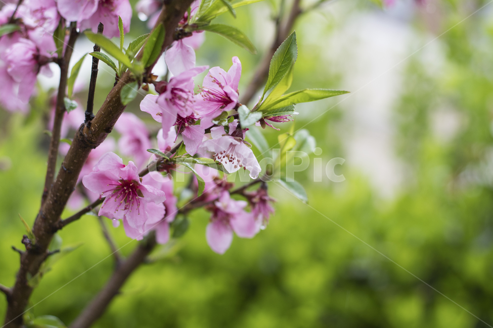 plant,식물,꽃,분홍색,봄,개화,초록색,벚꽃,식물,자연,plants,nature,꽃,flower