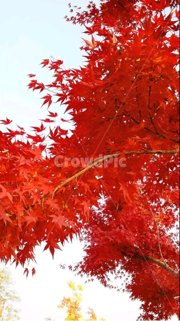 단풍,단풍잎,단풍나무,하늘,빨간나뭇잎,가을,계절,fall,autumn,season,leaf,잎,plant,식물,tree,나무,maple