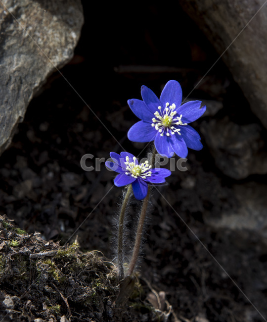 청노루귀,노루귀,야생화,꽃,식물,자연,산속,식물,자연,plants,nature,꽃,flower