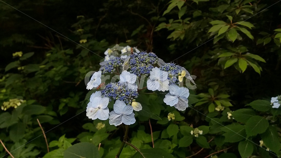 산수국,산책길,수국,숲길,산수국꽃,수국꽃